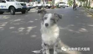 边牧最容易得什么病,边牧咬人手怎么纠正