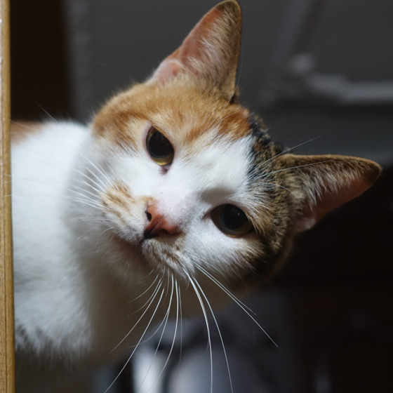 不懂日语去日本买东西,不懂英文亚马逊跨境电商