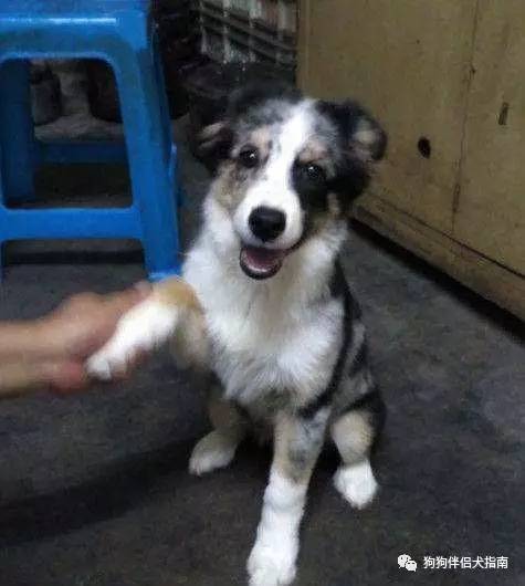 边牧最容易得什么病,边牧咬人手怎么纠正