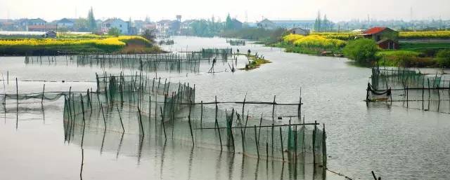国色天相倾国倾城，“阳澄湖”牵手“太湖”，在相城遇见最美的你