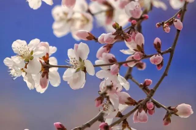 桃花季｜今天的沈阳，桃花开了，春风十里，挑一天走起……