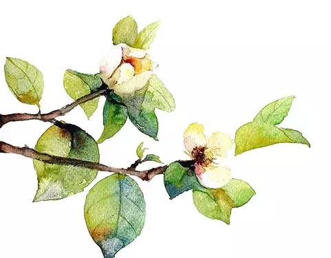 清明花粉过敏哪种天气合适出游,清明长假踏青什么情况下花粉过敏