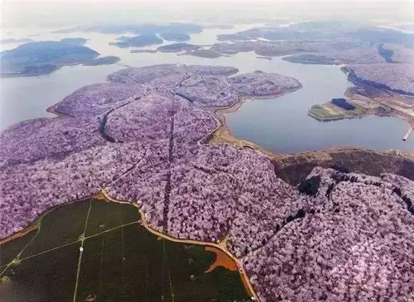 贵州看花好去处推荐,贵州春天哪里的花最美