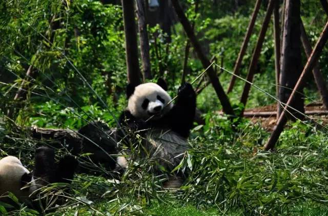 清明3天旅游攻略成都,清明成都旅游攻略学生党