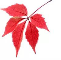 清明花粉过敏哪种天气合适出游,清明长假踏青什么情况下花粉过敏