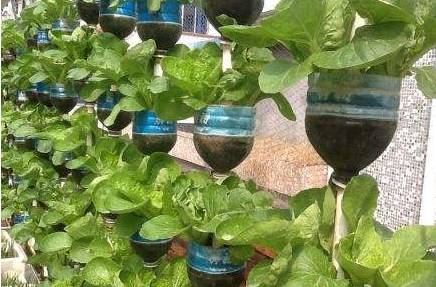 长春好景山庄小区、净月新园小区居民圈地种蔬菜最多将被罚三万