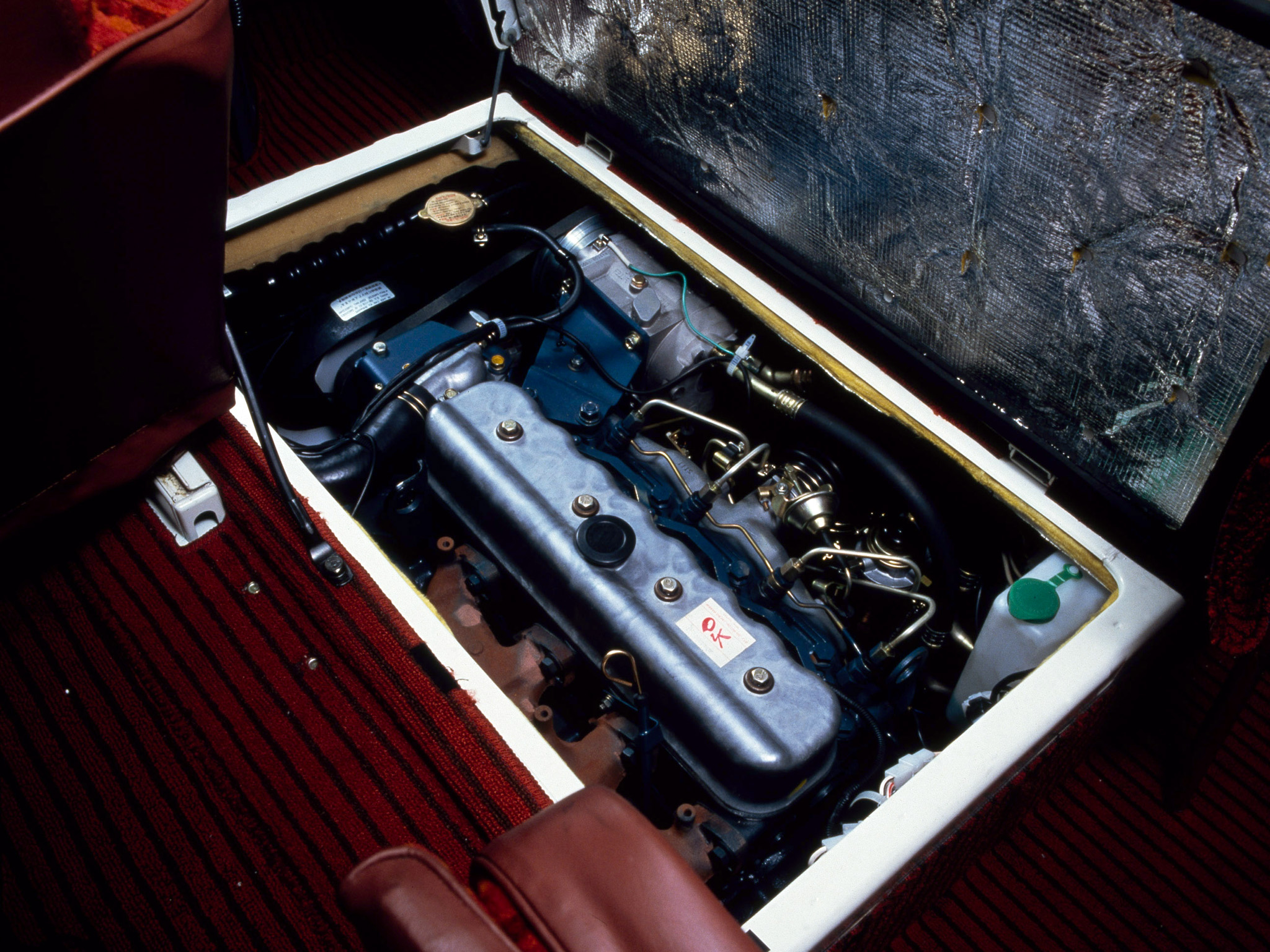 公交线路上亭亭玉立的碧莲