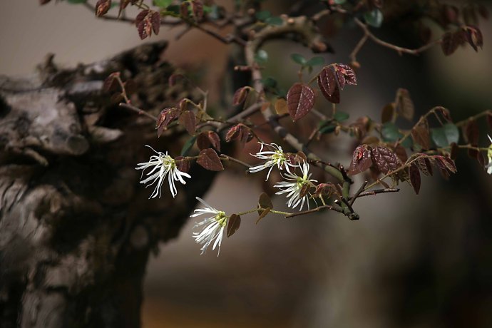 野生清明花图片,白花檵木花有什么效果