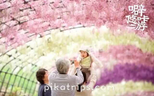 看日本樱花攻略,日本赏樱花最美的地方
