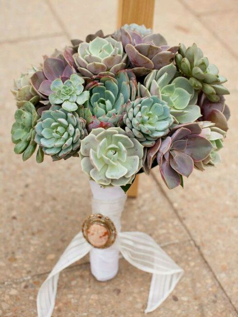 一股清香，一股青苹果香味的多肉植物百合丽丽，合适做多肉手捧花