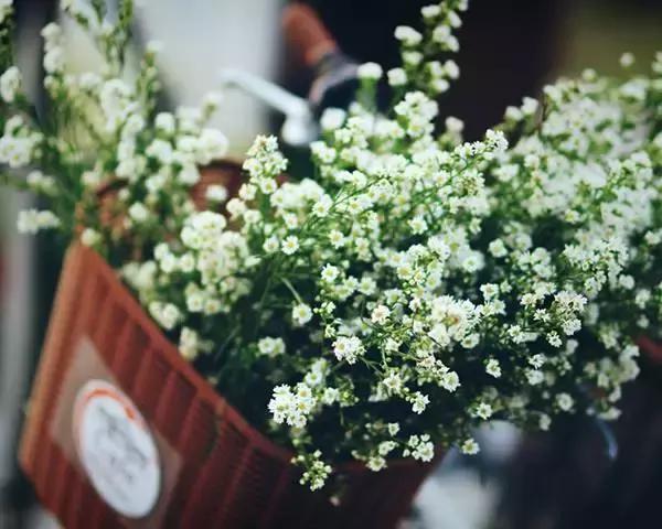 你知道花语和名字吗,大家知道花语都是哪些吗