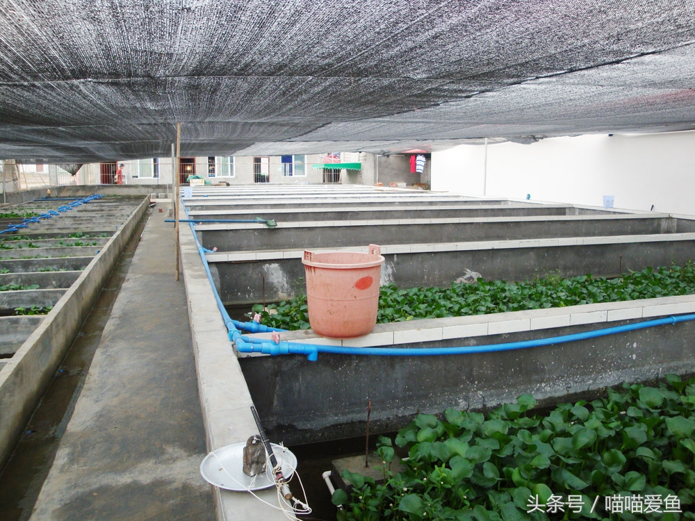 不用泥养黄鳝行吗,黄鳝养殖不下泥能够吗