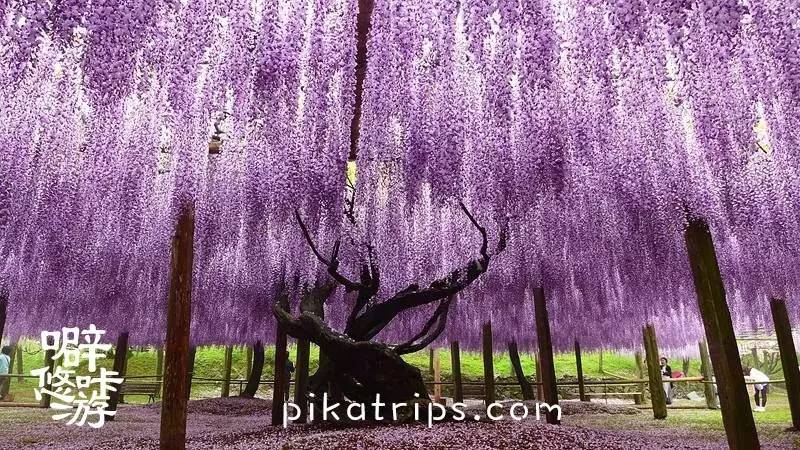 看日本樱花攻略,日本赏樱花最美的地方