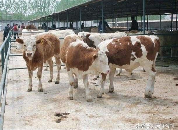 犊牛成活率提升项目简介,犊牛出生后如何管理成活率更高