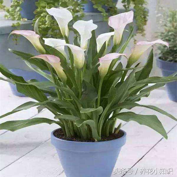 盆栽养花乱浇水是大忌别再做错了,所有的盆栽花卉浇水都需要浇透吗