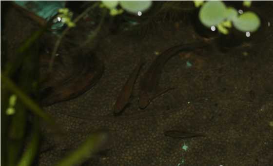 最便宜的鱼池推荐,一个观赏鱼池大概多少钱