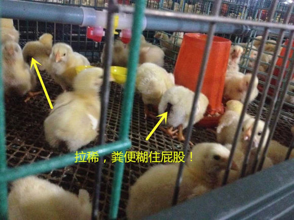 小鸡糊肛怎么治疗最好,刚出壳的小鸡大便糊肛怎么办呢