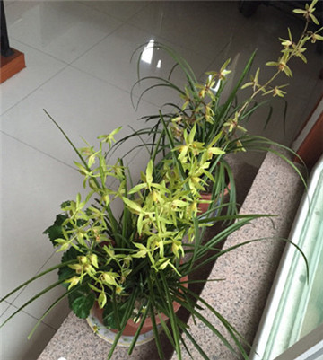 哪种兰花长在石头里好养,用兰花种子培育兰花几年才能开花