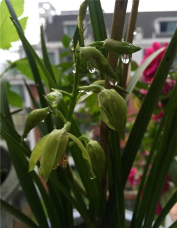 哪种兰花长在石头里好养,用兰花种子培育兰花几年才能开花