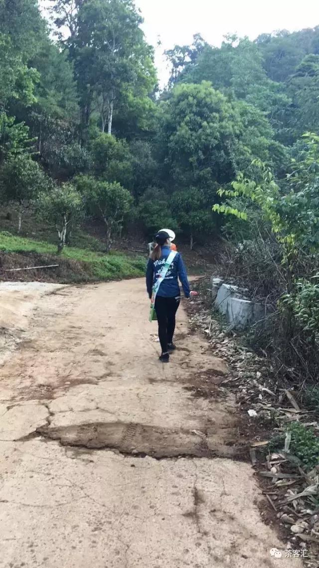 探寻普洱茶之旅路线,普洱茶人文寻访记第五天