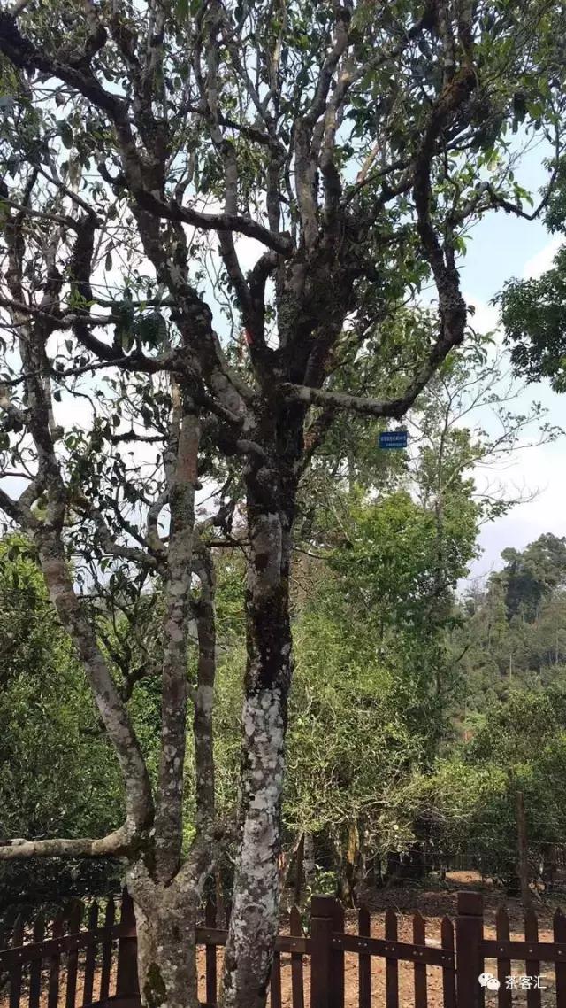 探寻普洱茶之旅路线,普洱茶人文寻访记第五天