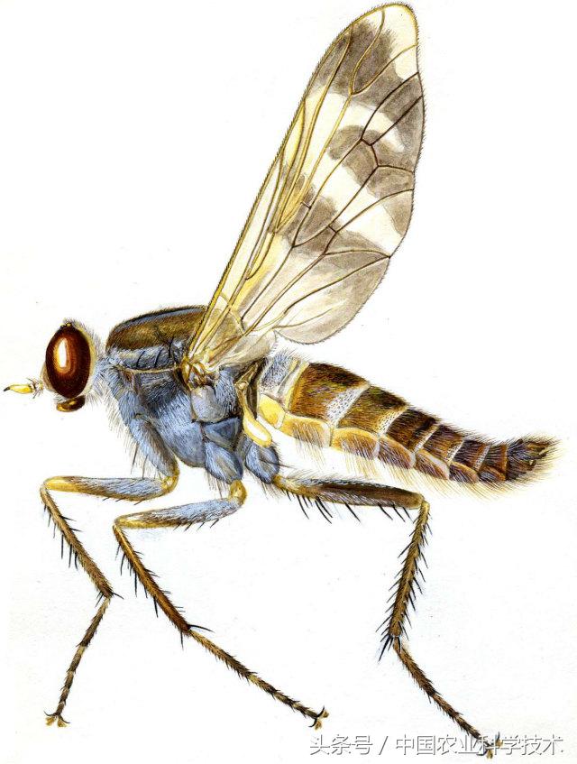 《中国剑虻（méng）科、窗虻科和小头虻科志》问世！