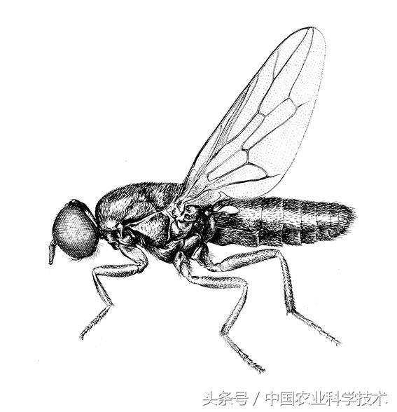 《中国剑虻（méng）科、窗虻科和小头虻科志》问世！