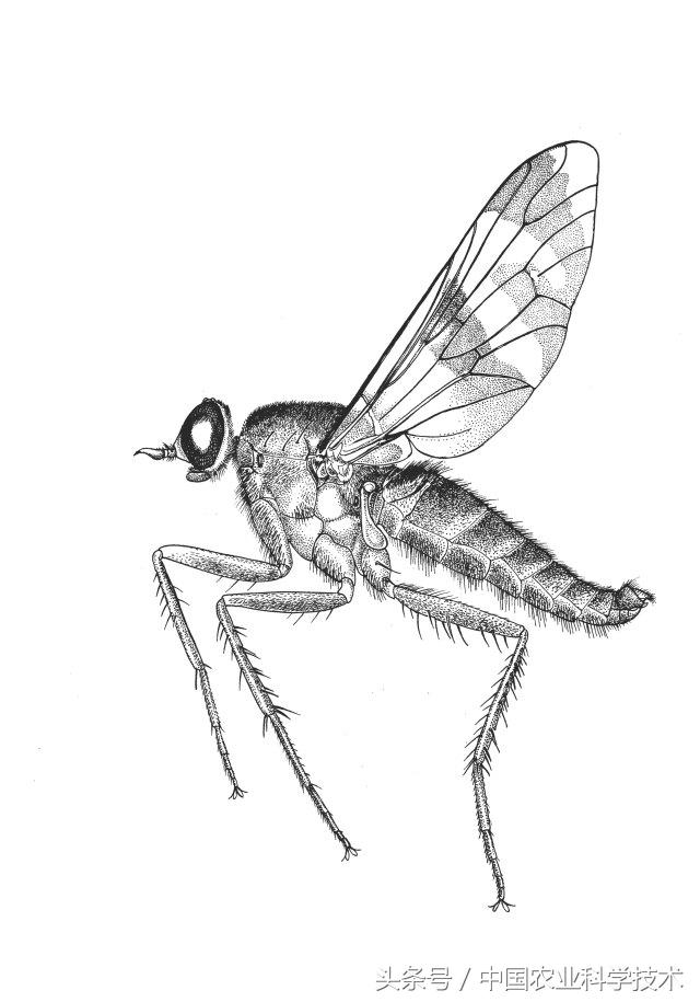 《中国剑虻（méng）科、窗虻科和小头虻科志》问世！