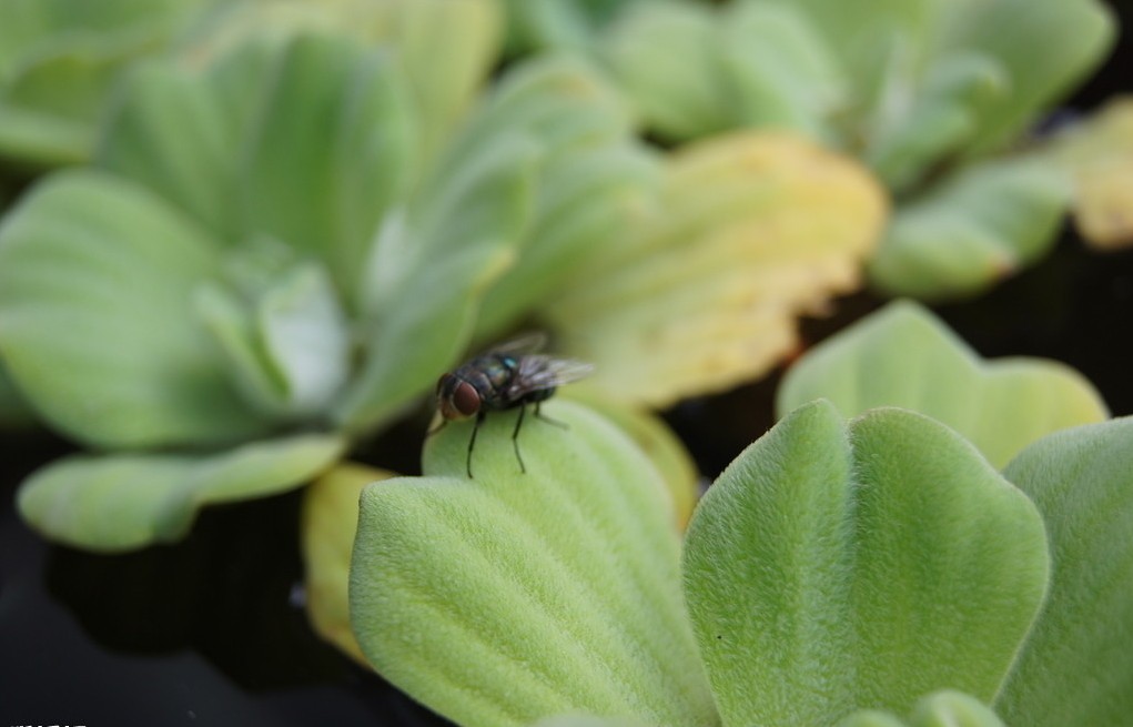 苍蝇能有什么用,苍蝇能够干什么用