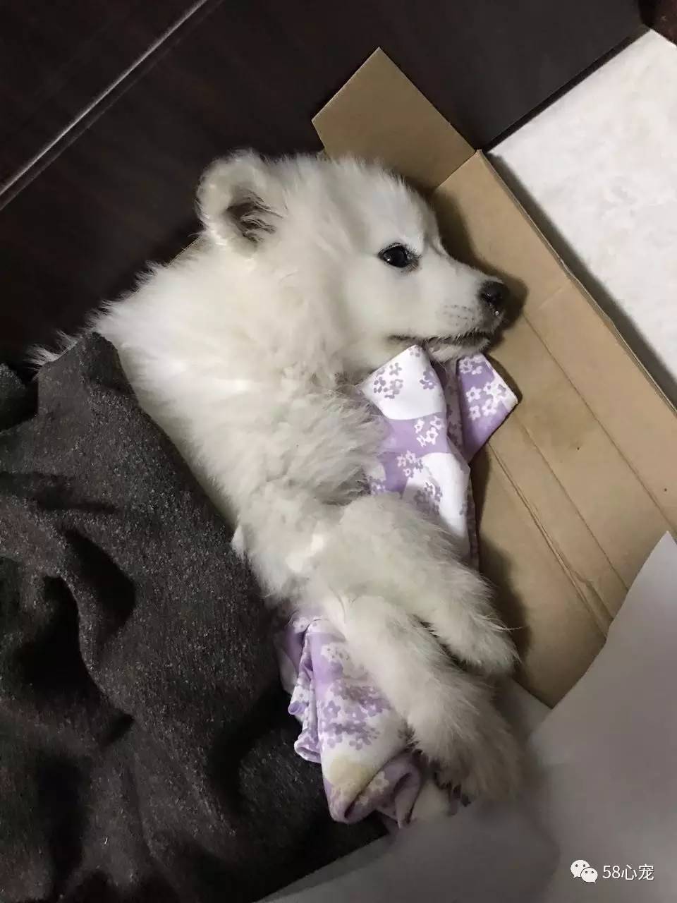 新手养狗把狗养死了好吗,第一次养狗把狗狗养死了