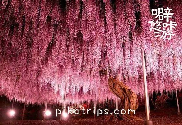 看日本樱花攻略,日本赏樱花最美的地方