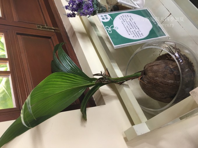 三亚旅游攻略家庭美食推荐,带着父母旅游三亚6日