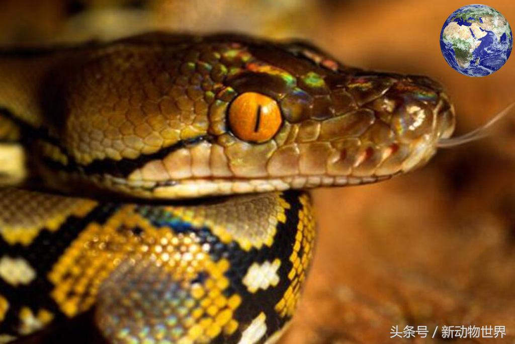 世界最大巨蟒蛇事件,世界上最大的剧毒巨蟒
