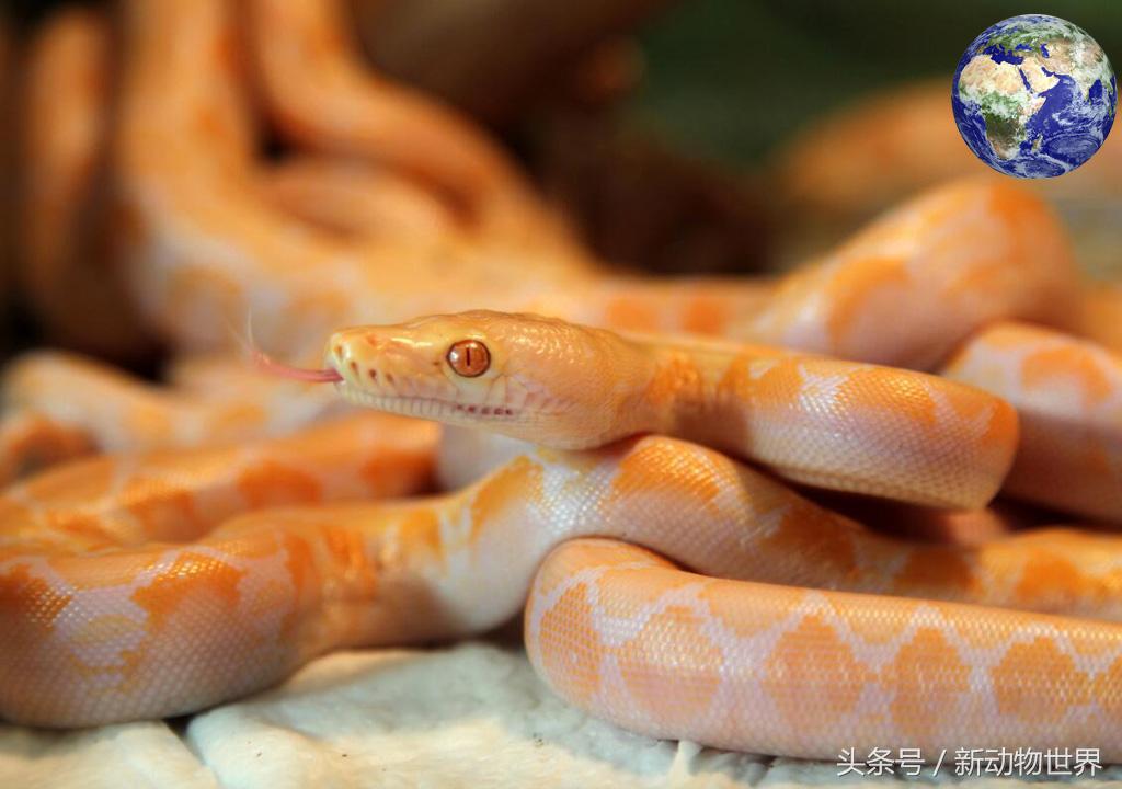 世界最大巨蟒蛇事件,世界上最大的剧毒巨蟒