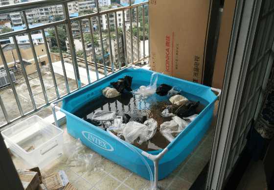 最便宜的鱼池推荐,一个观赏鱼池大概多少钱