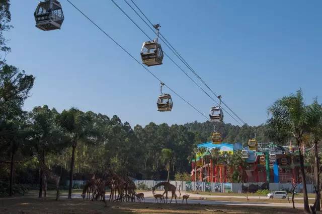 广州长隆野生动物园真实评价,广州长隆野生动物园讲解动物