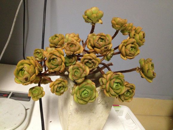 一股清香，一股青苹果香味的多肉植物百合丽丽，合适做多肉手捧花