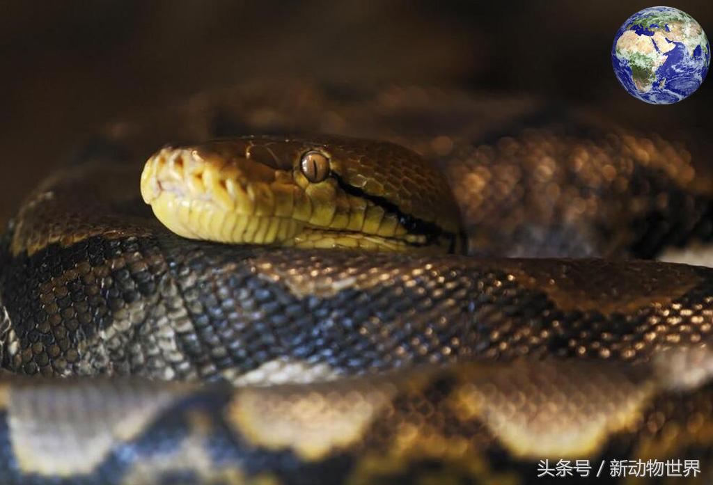 世界最大巨蟒蛇事件,世界上最大的剧毒巨蟒