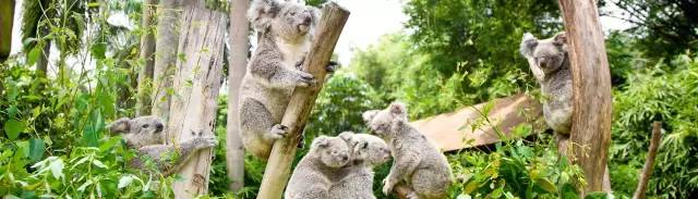 广州长隆野生动物园真实评价,广州长隆野生动物园讲解动物