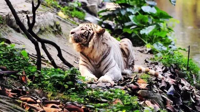 广州长隆野生动物园真实评价,广州长隆野生动物园讲解动物