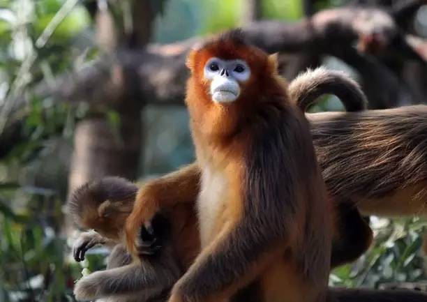 广州长隆野生动物园真实评价,广州长隆野生动物园讲解动物