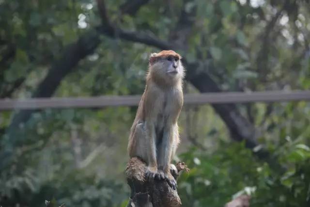 广州长隆野生动物园真实评价,广州长隆野生动物园讲解动物