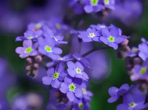 你知道花语和名字吗,大家知道花语都是哪些吗