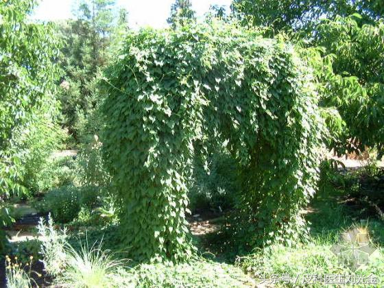 常见的有治愈功能的植物,哪种植物叶子能治皮肤病