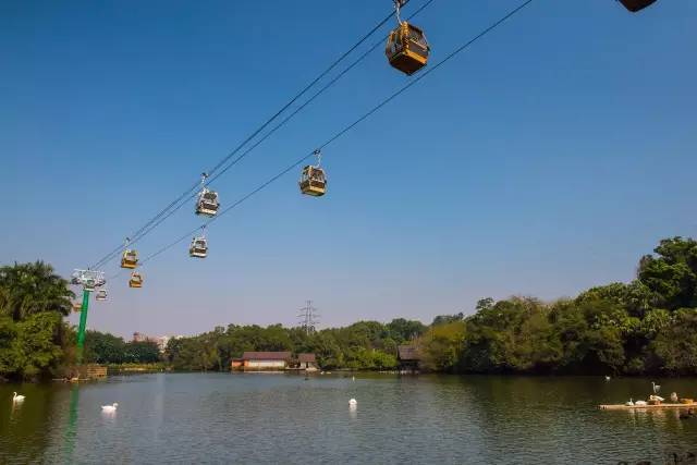 广州长隆野生动物园真实评价,广州长隆野生动物园讲解动物