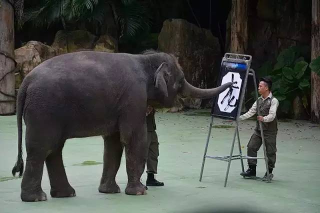 广州长隆野生动物园真实评价,广州长隆野生动物园讲解动物