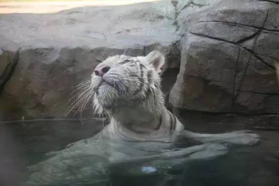 广州长隆野生动物园真实评价,广州长隆野生动物园讲解动物