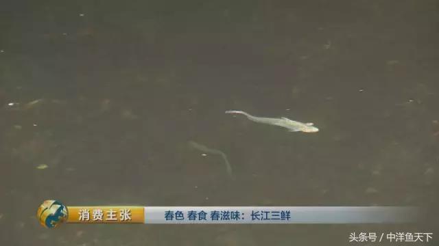 鲥鱼和刀鱼的鲜美,刀鱼鲥鱼河豚被称为长江三鲜