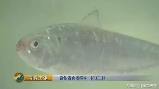 鲥鱼和刀鱼的鲜美,刀鱼鲥鱼河豚被称为长江三鲜