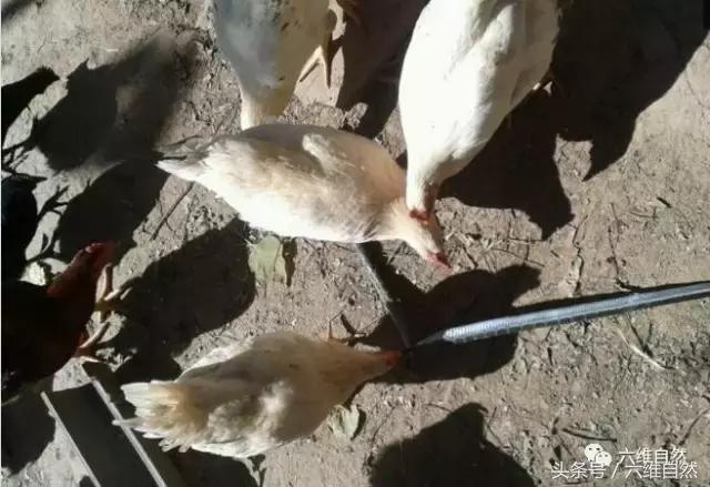 蟒蛇钻进鸡窝吞食整只鸡,蛇进鸡窝咬死鸡是什么征兆